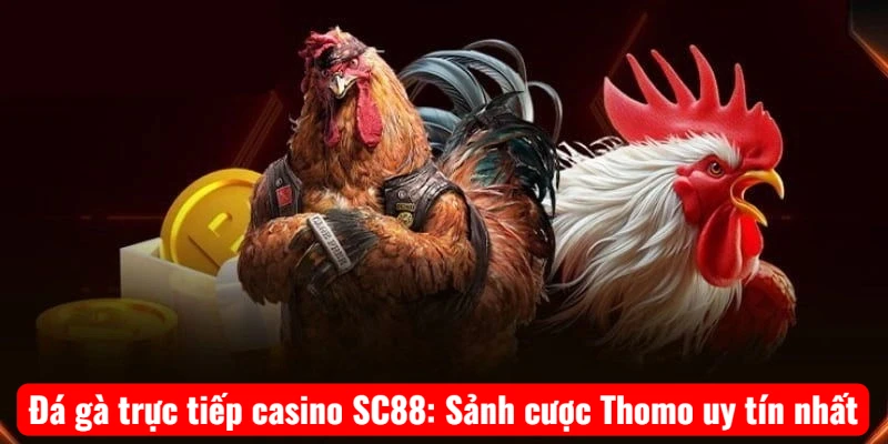 Đá gà trực tiếp casino SC88: Sảnh cược Thomo uy tín nhất